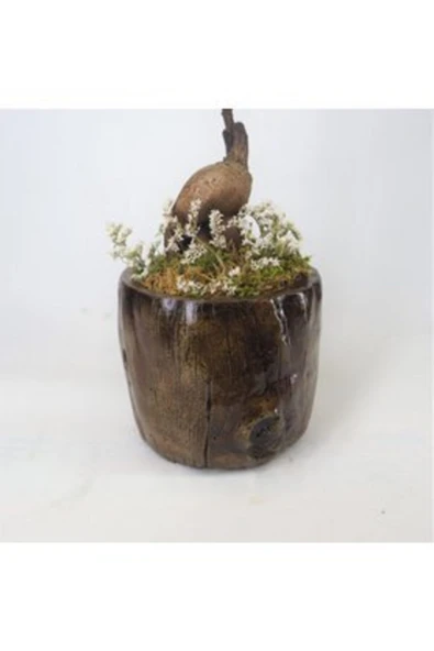 Ficus Ginseng Bonsai Remz Odun Beton Saksıda Hediyelik Canlı Çiçek - Resim 3