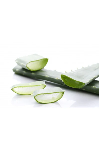 Aloe Vera Bitkisi Orta Boy Saksılı Jel Için Uygun - 3