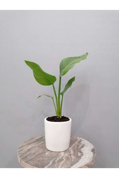 Starliçe Çiçeği 40cm Cennet Kuşu Dekoratif Saksılı ürün görseli 1