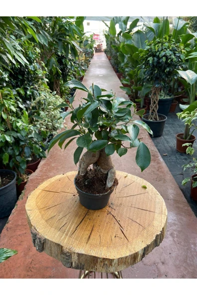 Ficus Ginseng Bonsai 30-35 Cm ürün görseli