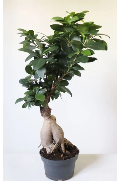 Ficus Ginseng Bonsai Ev Ofis Salon Bitkisi ürün görseli