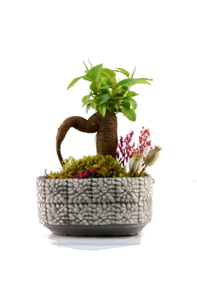 Mozaik Mini Ficus Bonsai ürün görseli