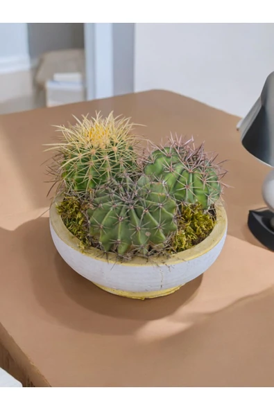 25 cm Dekoratif Saksıda Melo, Altın Fıçı ve Kaynana Topuzu 3 büyük özel kaktüs - 2