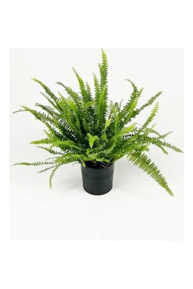 Ahsen Çiçek Evi Fujer Aşk Merdiveni Nephrolepsis Exaltata - Resim 2