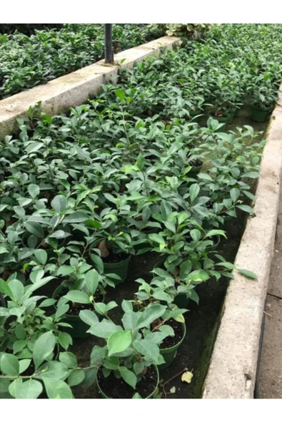 Fıcus Gınseng 30-60 gr Bonsai - Resim 4