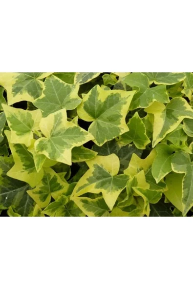 Hedera Helix Orman Sarmaşığı Askılı Saksı - Resim 2