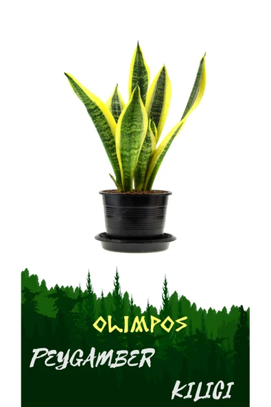 7 Adet Kılıç Çiçeği Paşa Kılıcı Sansevaria Peygamber Kılıcı Çiçeği Küçük - Resim 2