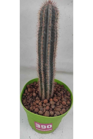 Pilosocereus bradei-12 cm saksı-ref 04H/390-kaktüs boyu 18 cm ürün görseli 1