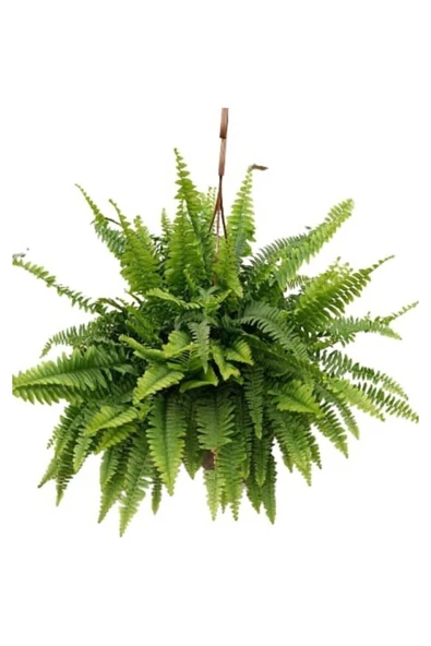 Aşk Merdiveni - Nephrolepis Aşk Merdiveni- Canlı Çiçek ürün görseli