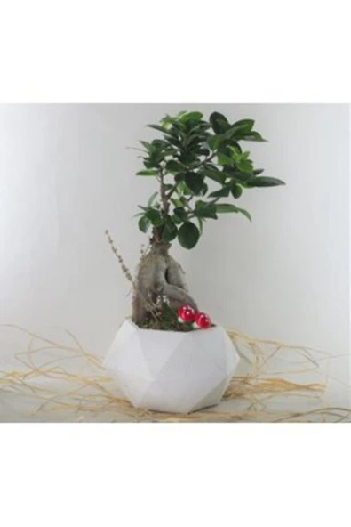 Ficus Ginseng Bonsai & Beyaz Geometrik Beton Saksıda Hediyelik Canlı Çiçek - Resim 2