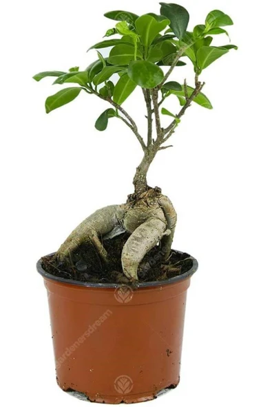 Ficus Bonsai ürün görseli 1