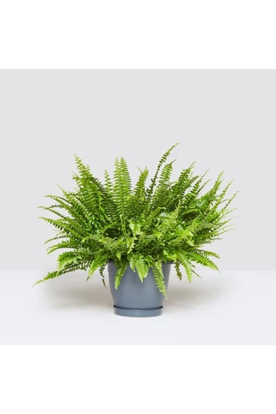 Aşk Merdiveni Çiçeği - Resim 4