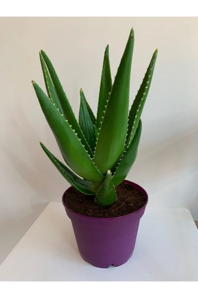 Aloe Vera - 3