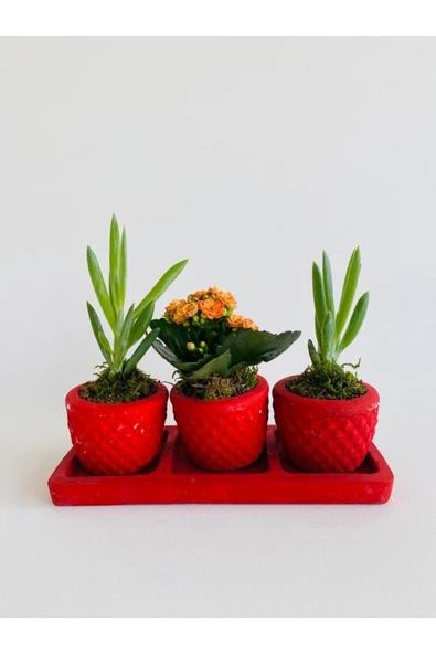 Kırmızı Trio Model Dekoratif Beton Saksıda Sukulent Ve Kalanchoe(kalanşo) ürün görseli 1