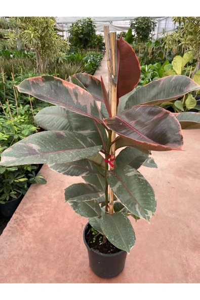 Ficus Elastica Belize Alacalı Kauçuk Bitkisi 2'li 20–40 Cm ürün görseli