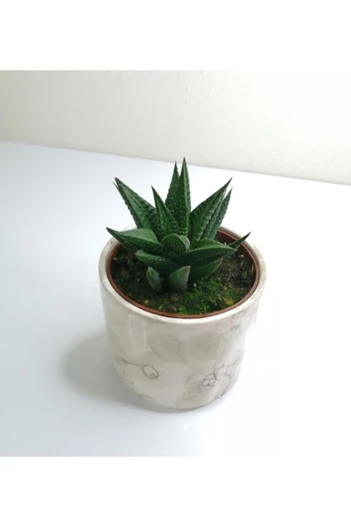 Haworthia 'limifolia' Mini Beyaz Seramik Saksılı - 2