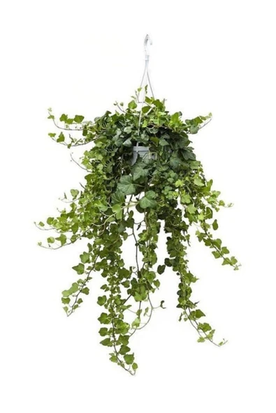 Hedera Helix Sarmaşığı Askılı Saksı Iç Mekan Salon Sarmaşığı ürün görseli