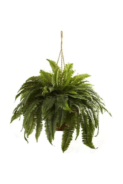 Aşk Merdiveni Çiçeği - Nephrolepis