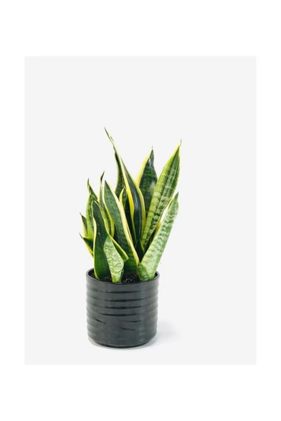 Seramik Saksılı Çok Köklü Paşa Kılıcı Sansevieria ürün görseli 1