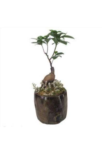 Ficus Ginseng Bonsai Remz Odun Beton Saksıda Hediyelik Canlı Çiçek ürün görseli