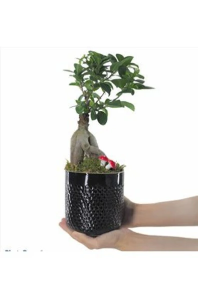 Ficus Ginseng Bonsai & Siyah Yuts Seramik Saksıda Hediyelik Canlı Çiçek ürün görseli 1