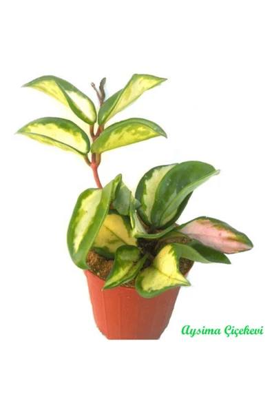 Hoya Carnosa Tricolor Alacalı Mum Çiçeği - Resim 2