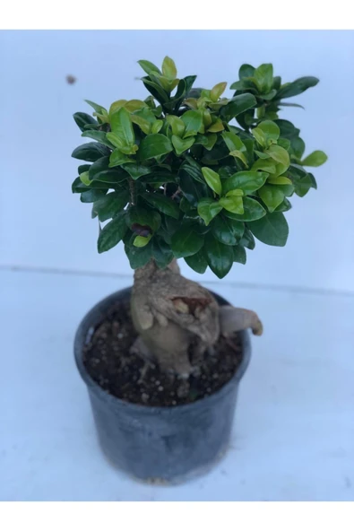 Ficus Bonsai Ithal 500 gr - Resim 2