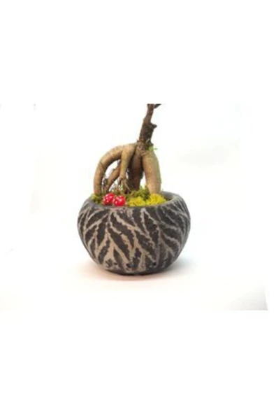 Ficus Ginseng Bonsai & Siyah Vane Beton Saksıda Hediyelik Canlı Çiçek - Resim 2