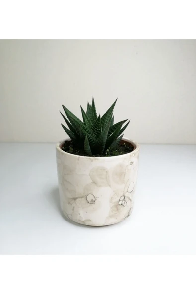 Haworthia 'limifolia' Mini Beyaz Seramik Saksılı