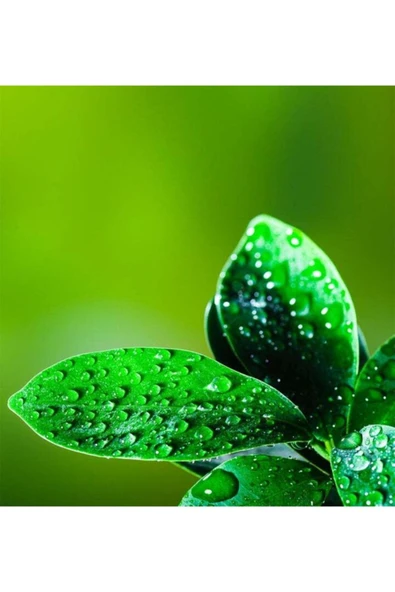 Bonsai Ficus Ginseng - Resim 3