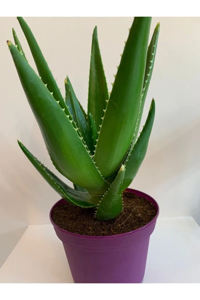 Aloe Vera - 2