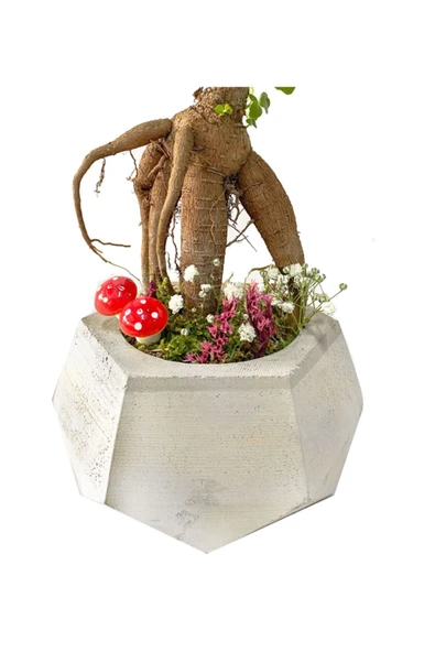 Geometrik Beton Saksıda Mini Ficus Ginseng Bonsai - 2