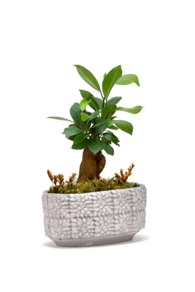 Mini Ficus Bonsai Ağacı - 2