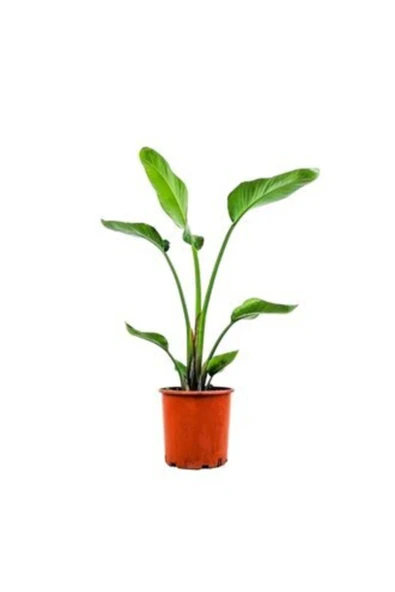 Starliçe ürün görseli 1