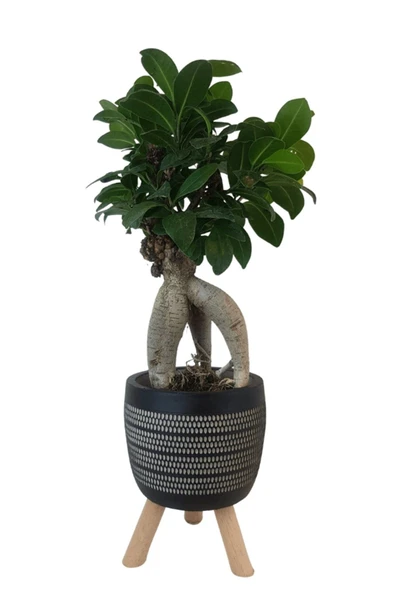 Siyah Damla Saksıda Ficus Ginseng Bonsai ürün görseli