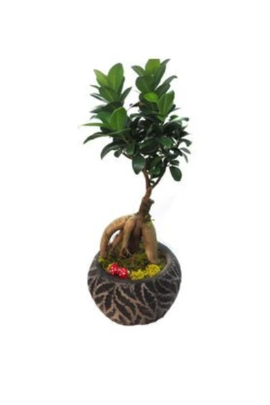 Ficus Ginseng Bonsai & Siyah Vane Beton Saksıda Hediyelik Canlı Çiçek - Resim 3