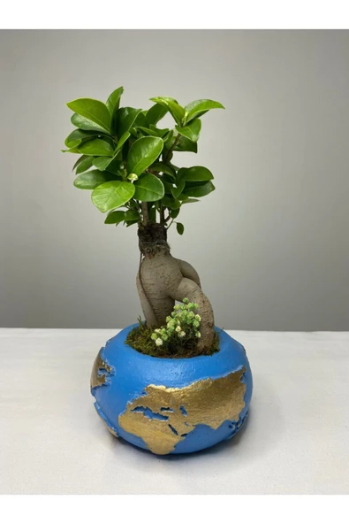 Dünya Saksıda Ficus Gingseng Bonsai Tasarım ürün görseli