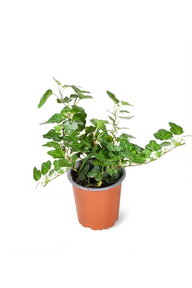 Hedera Helix Wonder (ithal) 9cm Ø H:15 ürün görseli 1