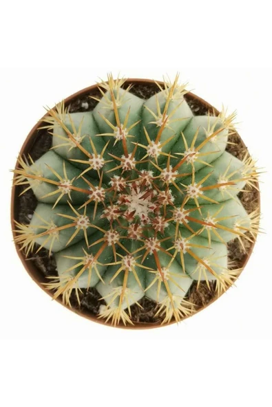 12 cm çap Melo kaktüs Melocactus Matanzanus - Resim 3