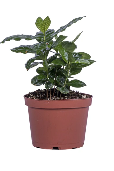 Kahve Bitkisi 20 Cm Kahverengi Saksılı - 2