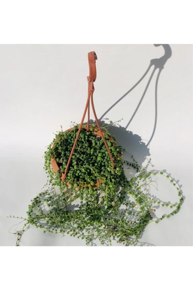 Tesbih Çiçeği (senecio) 80cm-100cm ürün görseli 1