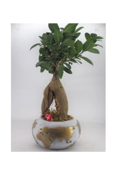 Ficus Ginseng Bonsai & Beyaz Dünyam Beton Saksıda Hediyelik Canlı Çiçek ürün görseli