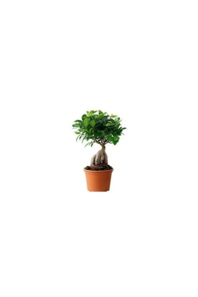 Ginseng Bonsai ürün görseli 1