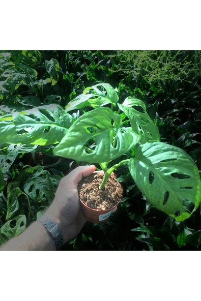 Monstera Adansonii Monkey Leaf (8.5 Cm Saksıda) - Nadir Tür Sıra Dışı Kaktüs, Sukulent Ve Bitkiler ürün görseli 1