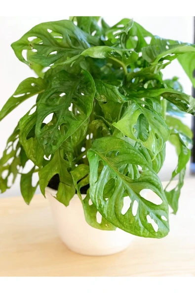 Monstera Adansonii Monkey 35-40 Cm - Resim 2