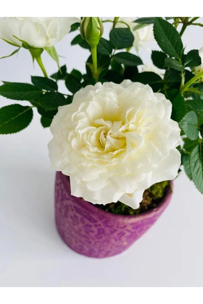 Etnik Desenli Mor Dekoratif Beton Saksıda Beyaz Gül - 3
