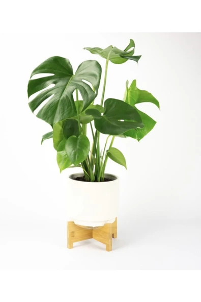 Monstera Delıcıosa Deve Tabanı Ev Bitkisi Salon Bitkisi Ofis Bitkisi ürün görseli 1