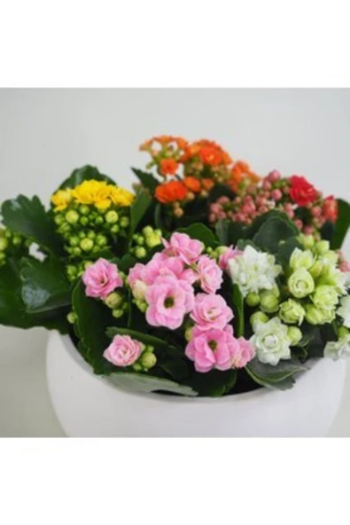 Çeşitli Renkte Kalanşo Kalanchoe & Beyaz Capo Beton Saksıda Lik Canlı Çiçek - Resim 3