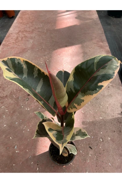 Ficus Elastica Tineke Alacalı Kauçuk Bitkisi 30 40 cm - Resim 2