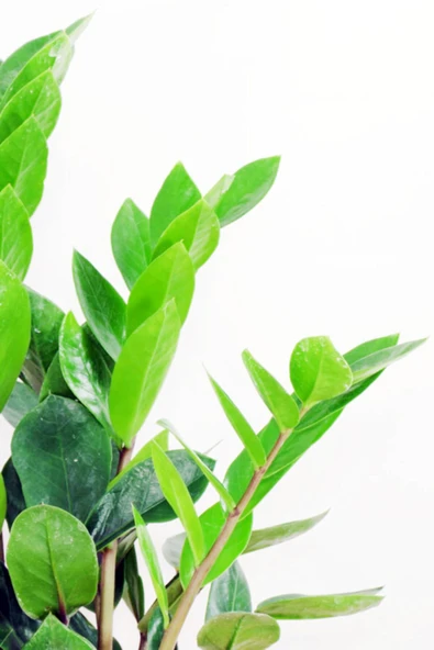 Zamia Zamioculcas Zamiifolia  Zeze Çiçeği Ev Ofis Salon İç Mekan Bitkisi 60 cm - 2